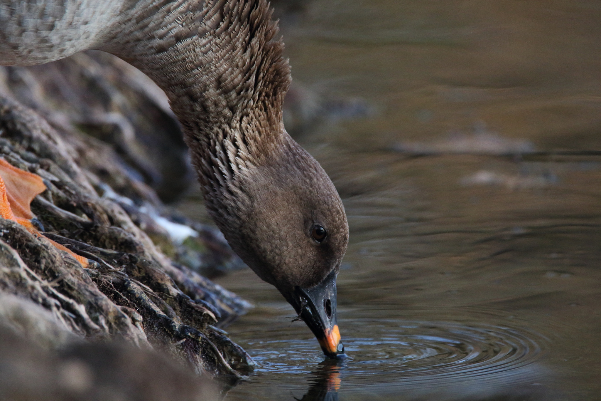 Tamron SP 150-600mm F5-6.3 Di VC USD sample photo. Ansar campestre photography