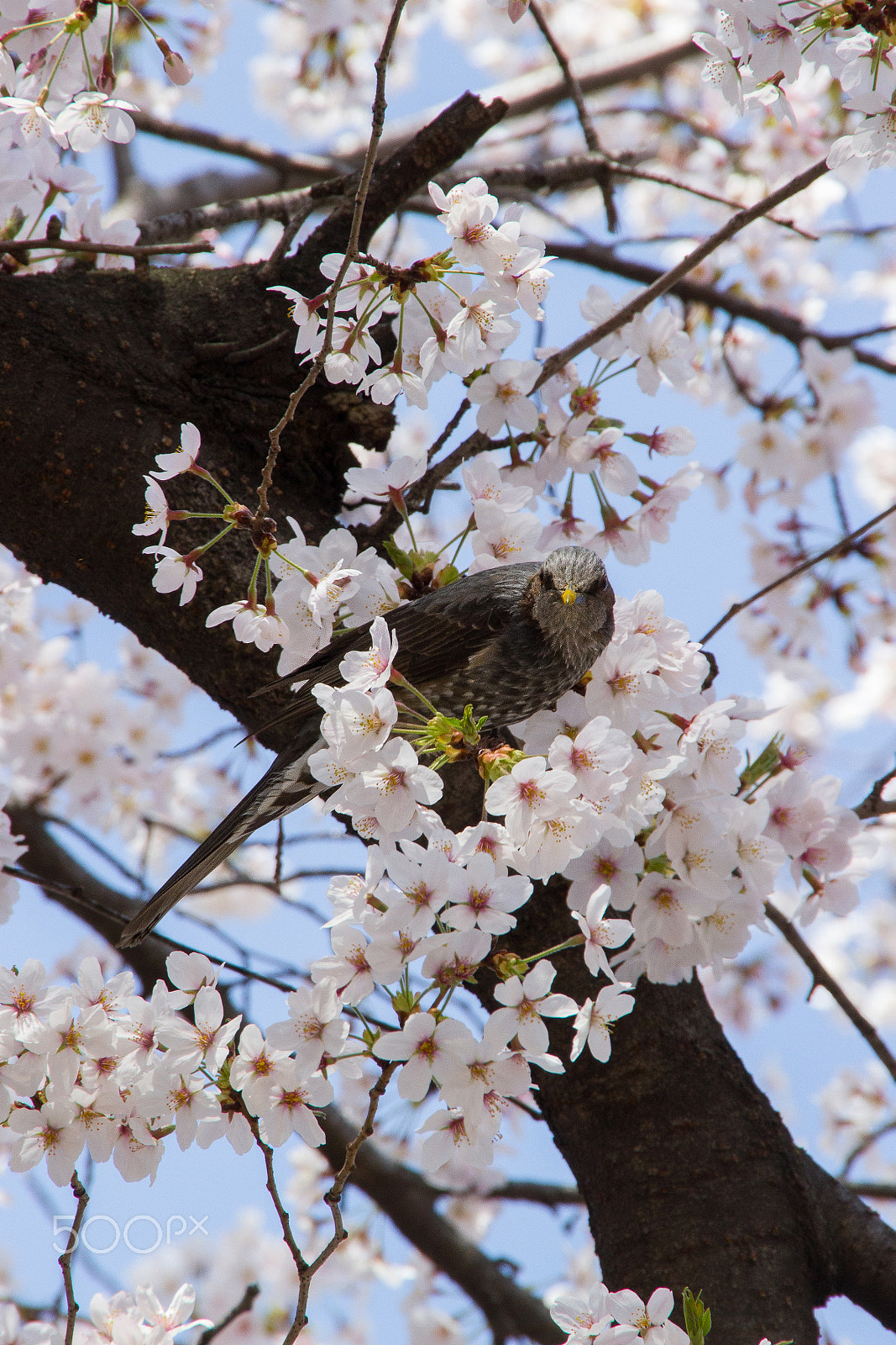 Sigma 18-250mm F3.5-6.3 DC OS HSM sample photo. Face to face photography
