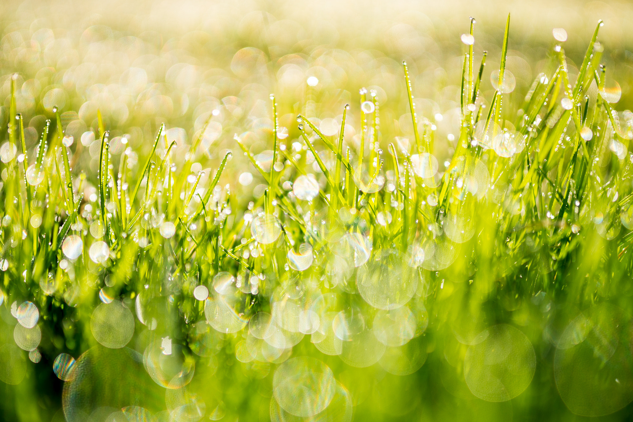 Sony a99 II + Sigma 35mm F1.4 DG HSM Art sample photo. Spring photography