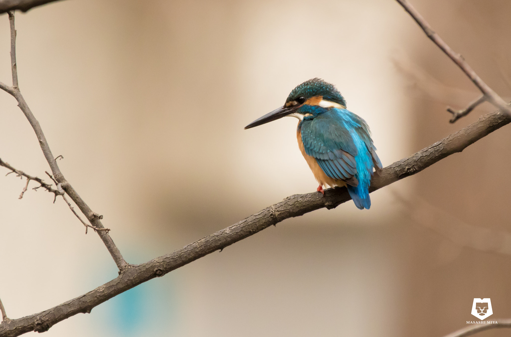 150-600mm F5-6.3 DG OS HSM | Contemporary 015 sample photo. Kingfisher photography