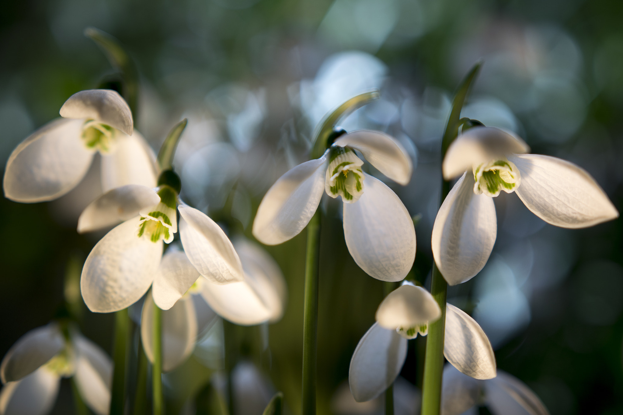 Nikon D5300 + Sigma 18-35mm F1.8 DC HSM Art sample photo. Spring messenger photography