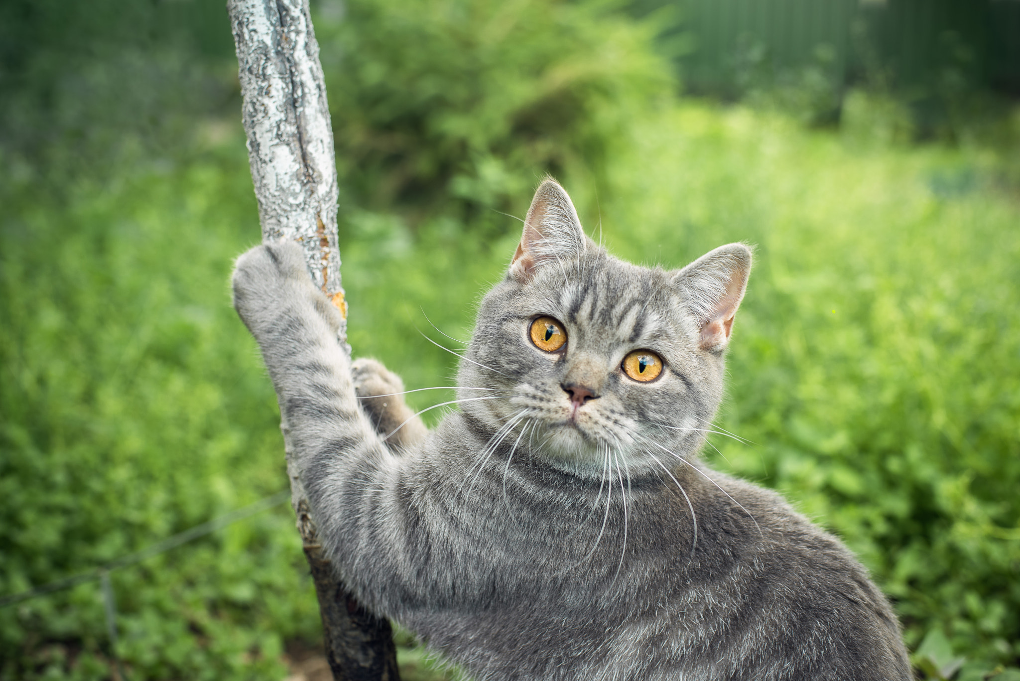 Nikon D750 + Nikon AF Nikkor 50mm F1.4D sample photo. Британский котенок photography