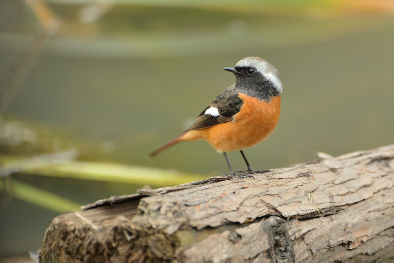 Nikon D4 sample photo. Phoenicurus auroreus photography