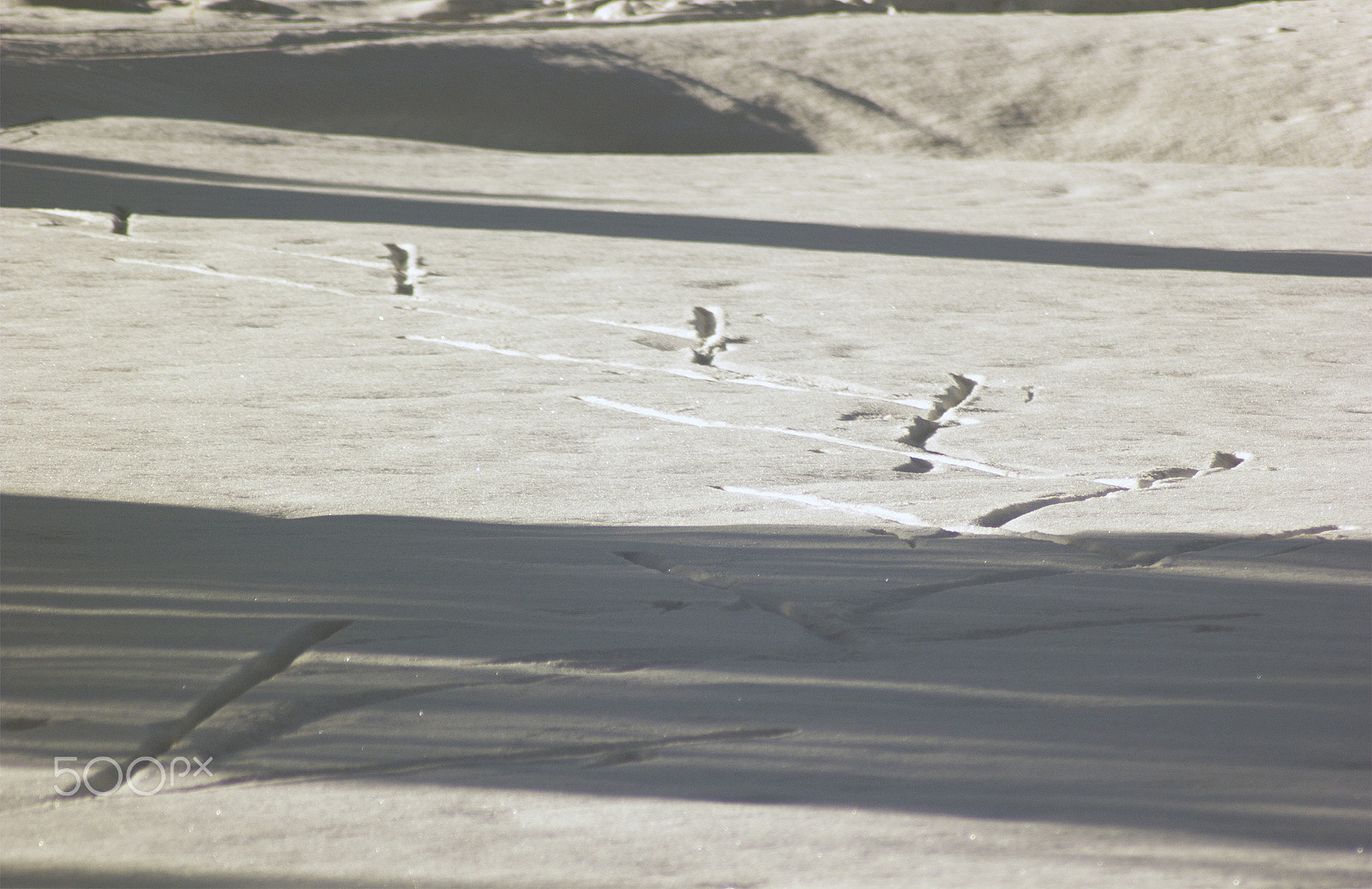 Canon EOS 550D (EOS Rebel T2i / EOS Kiss X4) sample photo. Everyone makes traces photography