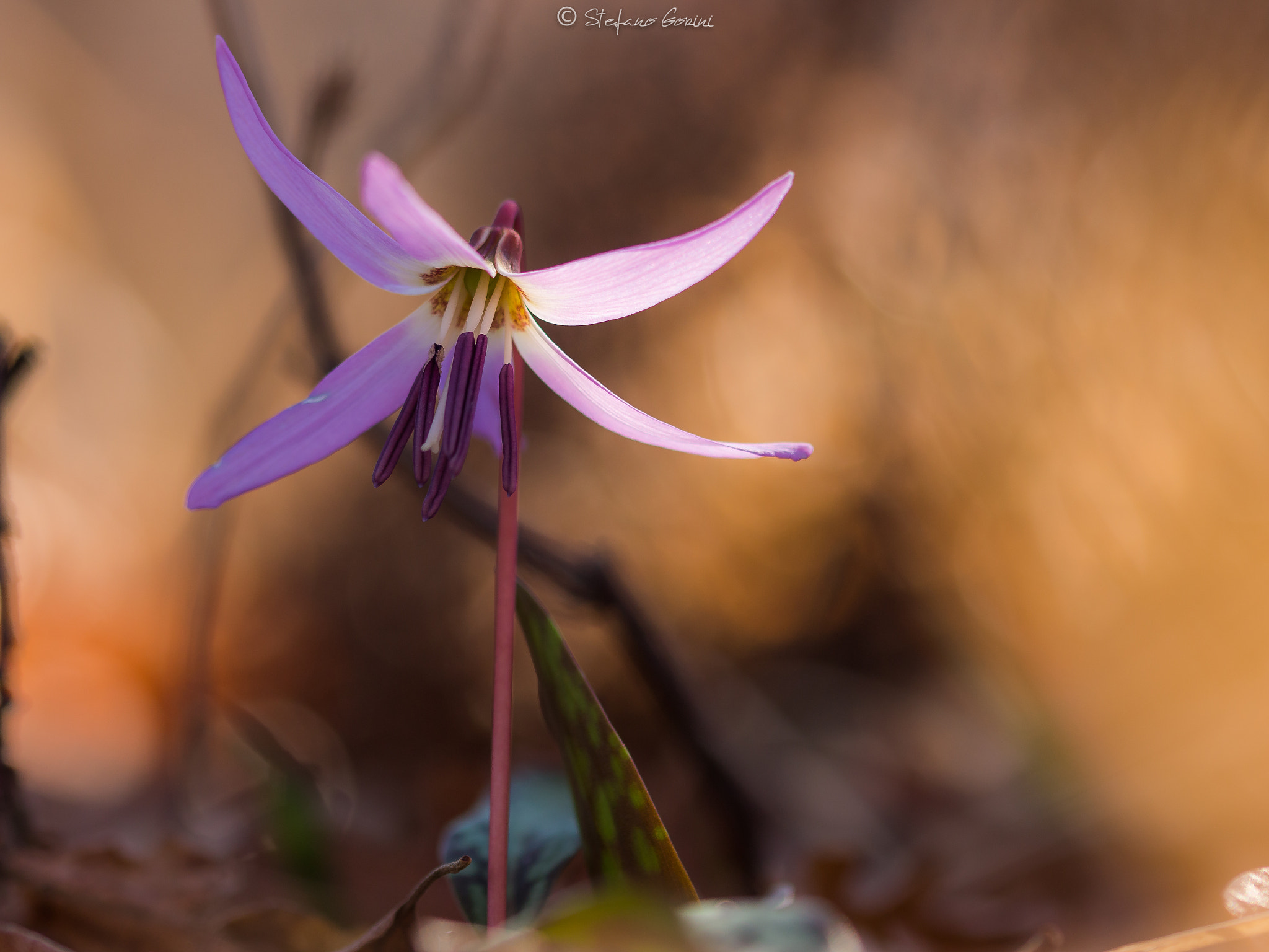 Sigma 105mm F2.8 EX DG OS HSM sample photo. Dente di cane photography