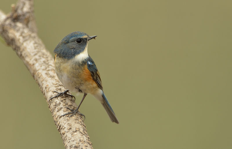 Nikon D4 sample photo. Tarsiger cyanurus photography