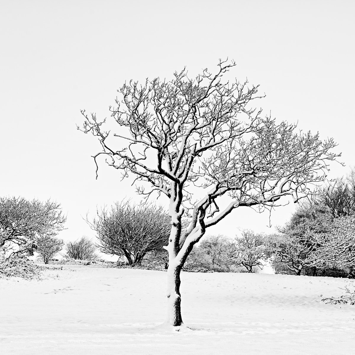 Nikon AF-S Nikkor 50mm F1.8G sample photo. Tree photography