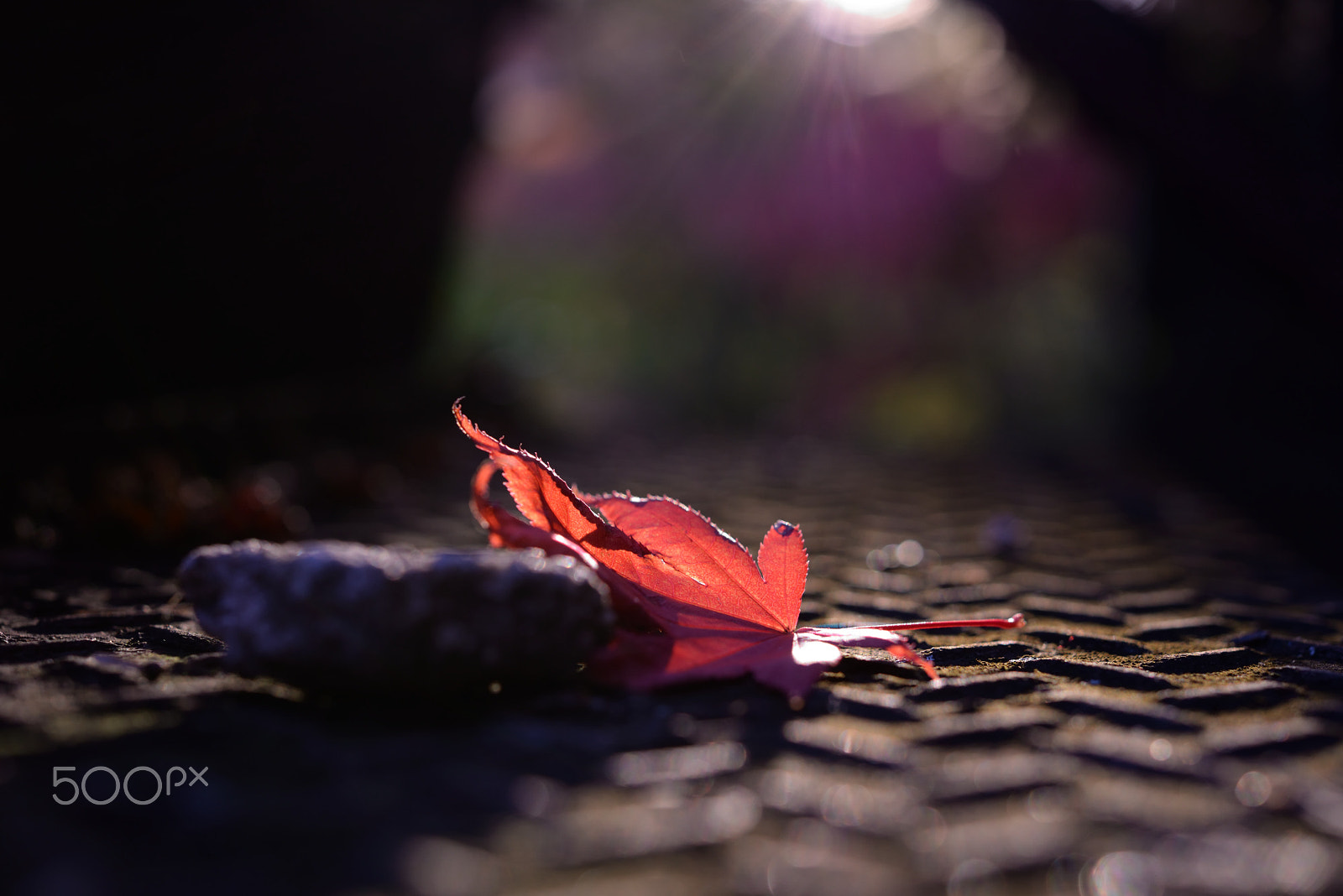 Nikon AF-S Micro-Nikkor 60mm F2.8G ED sample photo. The last breath photography