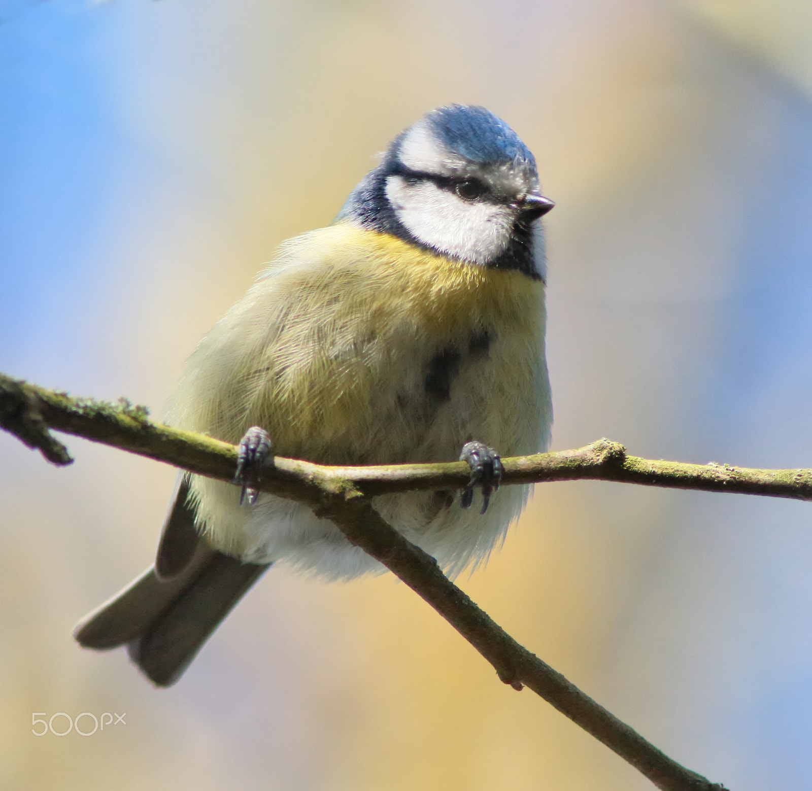Canon EF 200mm f/2.8L II + 2x sample photo. Blue tit on branch photography