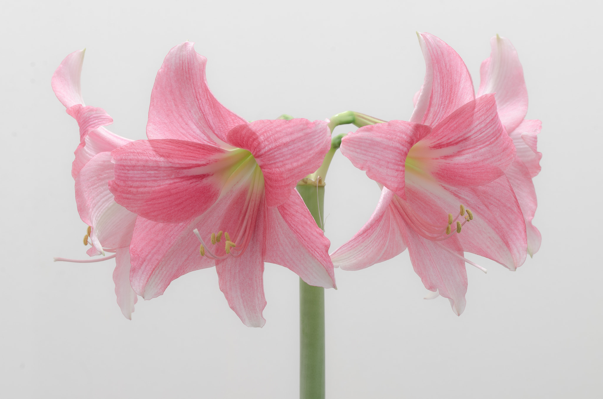 Sigma 105mm F2.8 EX DG OS HSM sample photo. Amaryllis photography