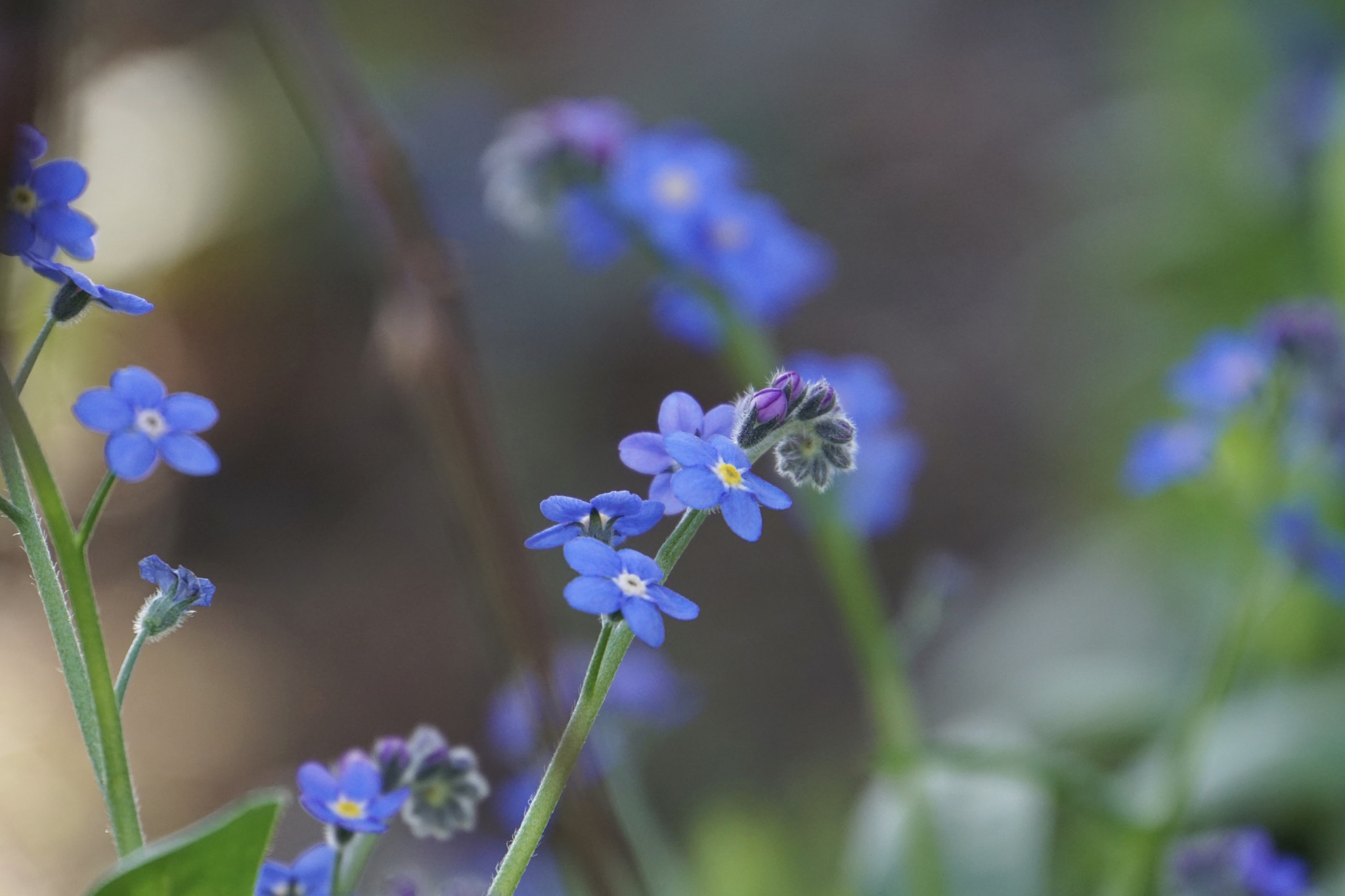 Sony a6000 + Sony E 18-200mm F3.5-6.3 sample photo. ♡*°we love you.do not forget it°*♡ photography