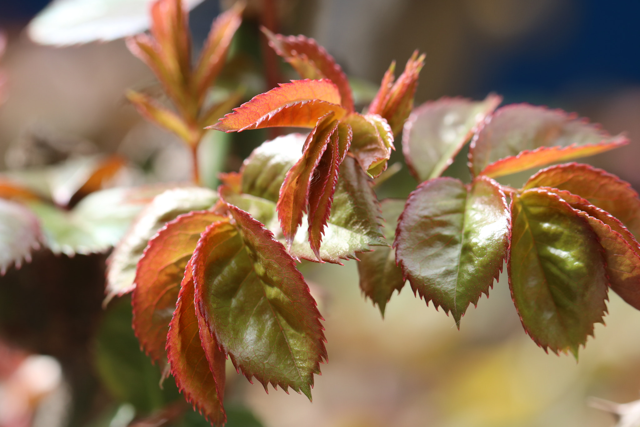 Canon EF 100mm F2.8L Macro IS USM sample photo. Fresh photography