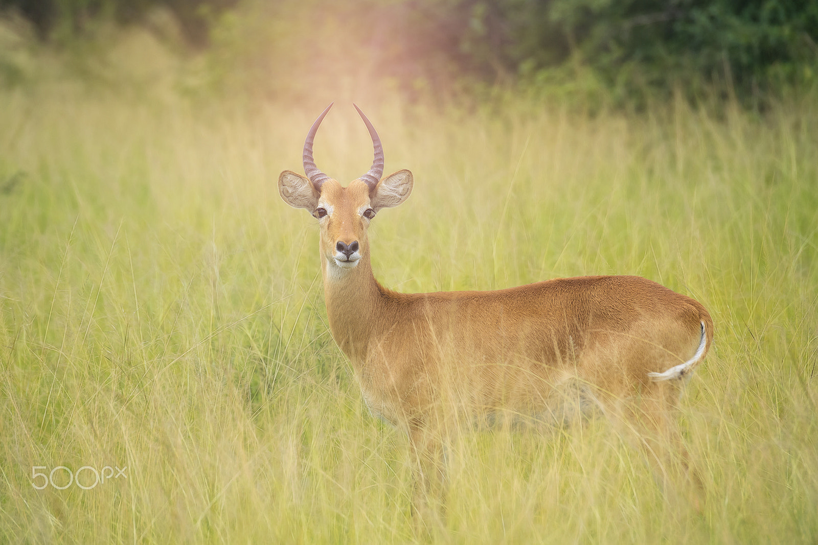 Nikon D5 sample photo. The ugandan kob photography