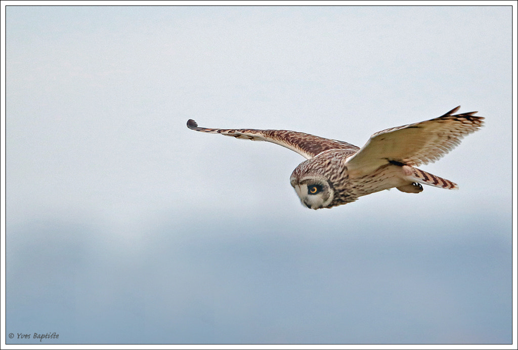 Canon EF 500mm F4L IS II USM sample photo. Short-eared owl looking for prey photography