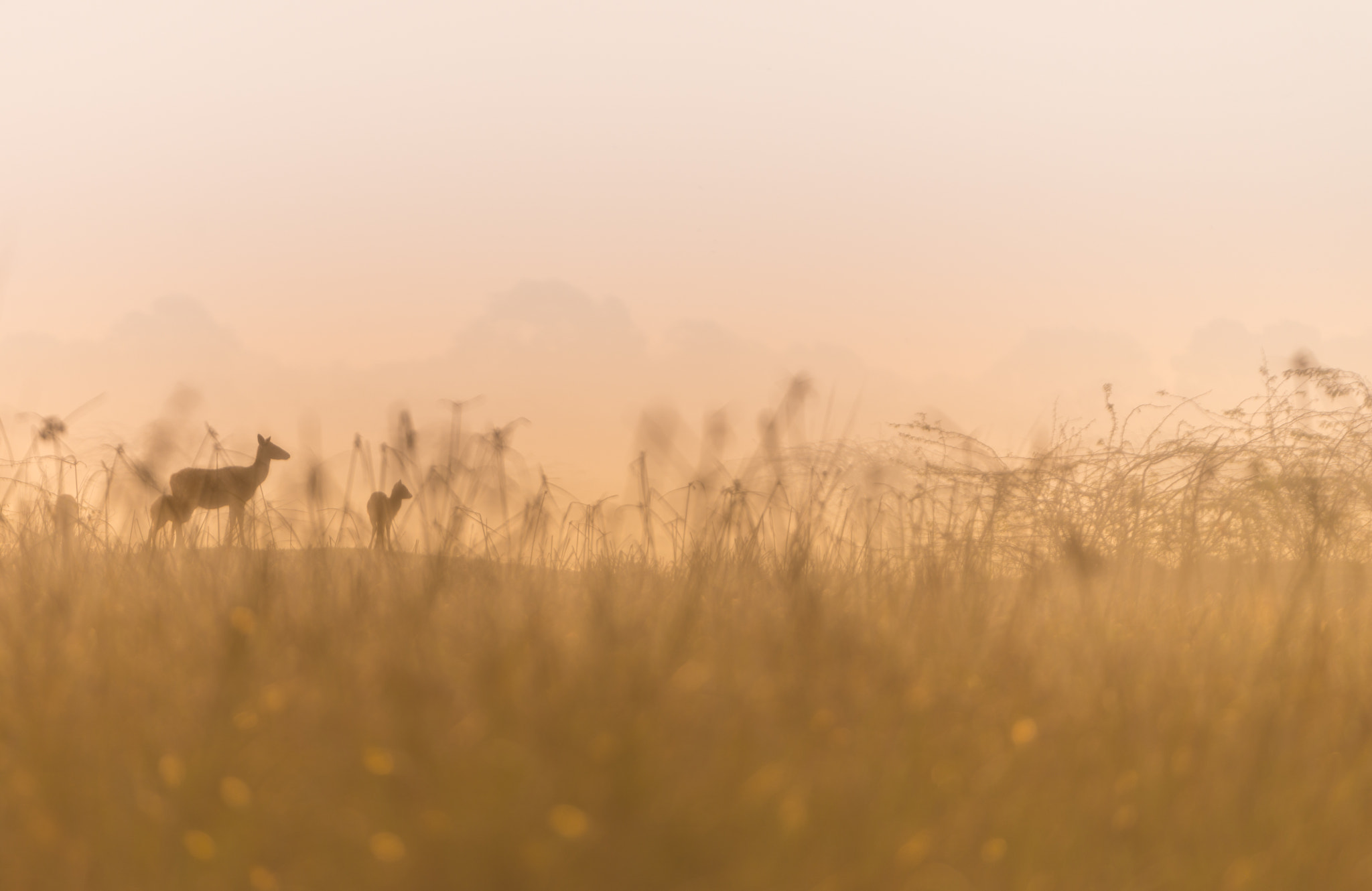 Nikon D800E + Nikon AF-S Nikkor 200-400mm F4G ED-IF VR sample photo. A silhouette of deer's wonderland ! photography