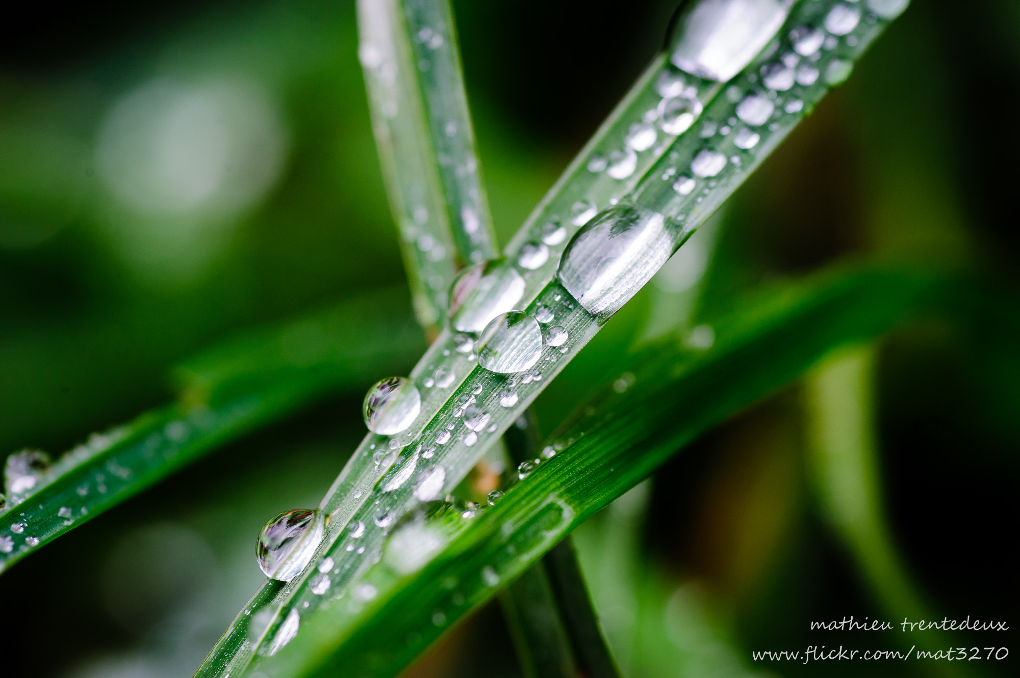 Nikon D700 sample photo. Gouttelettes photography