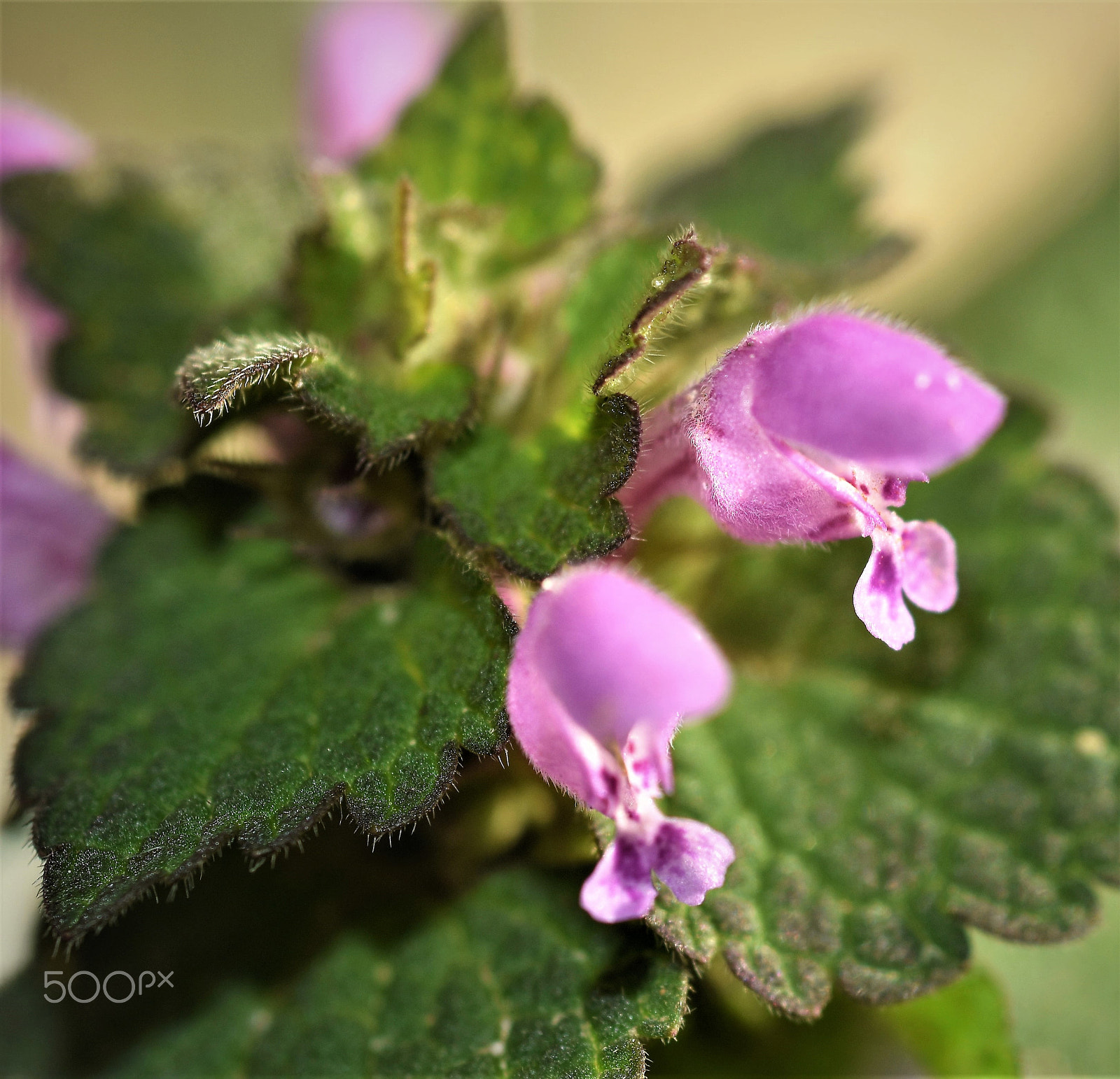 Nikon D7200 + AF Micro-Nikkor 60mm f/2.8 sample photo. Leaves&flowers photography