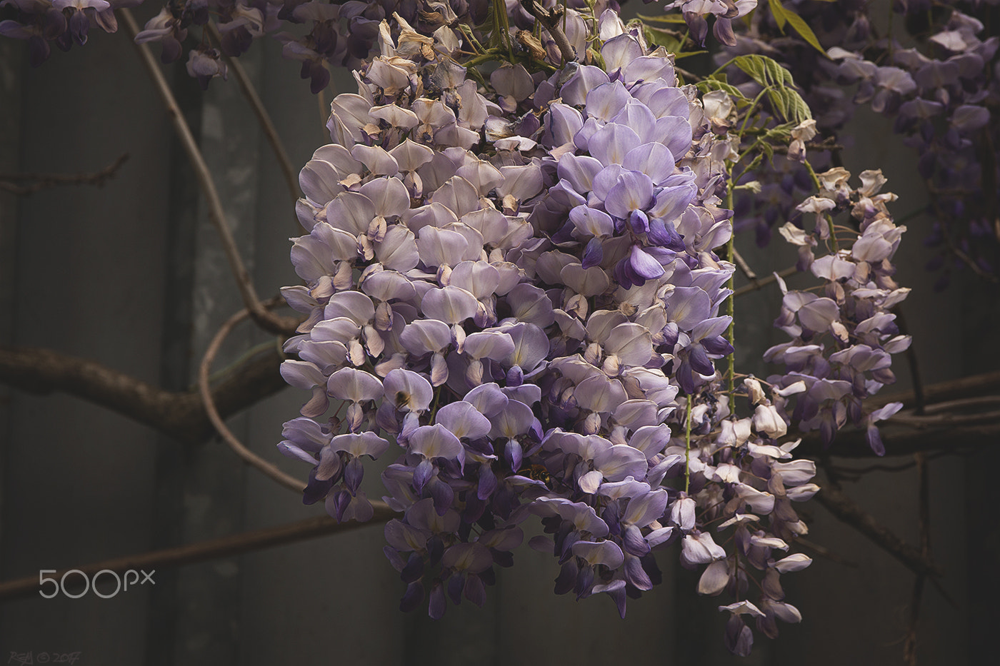 Canon EOS 70D + Sigma 17-70mm F2.8-4 DC Macro OS HSM sample photo. Wisteria in bloom photography
