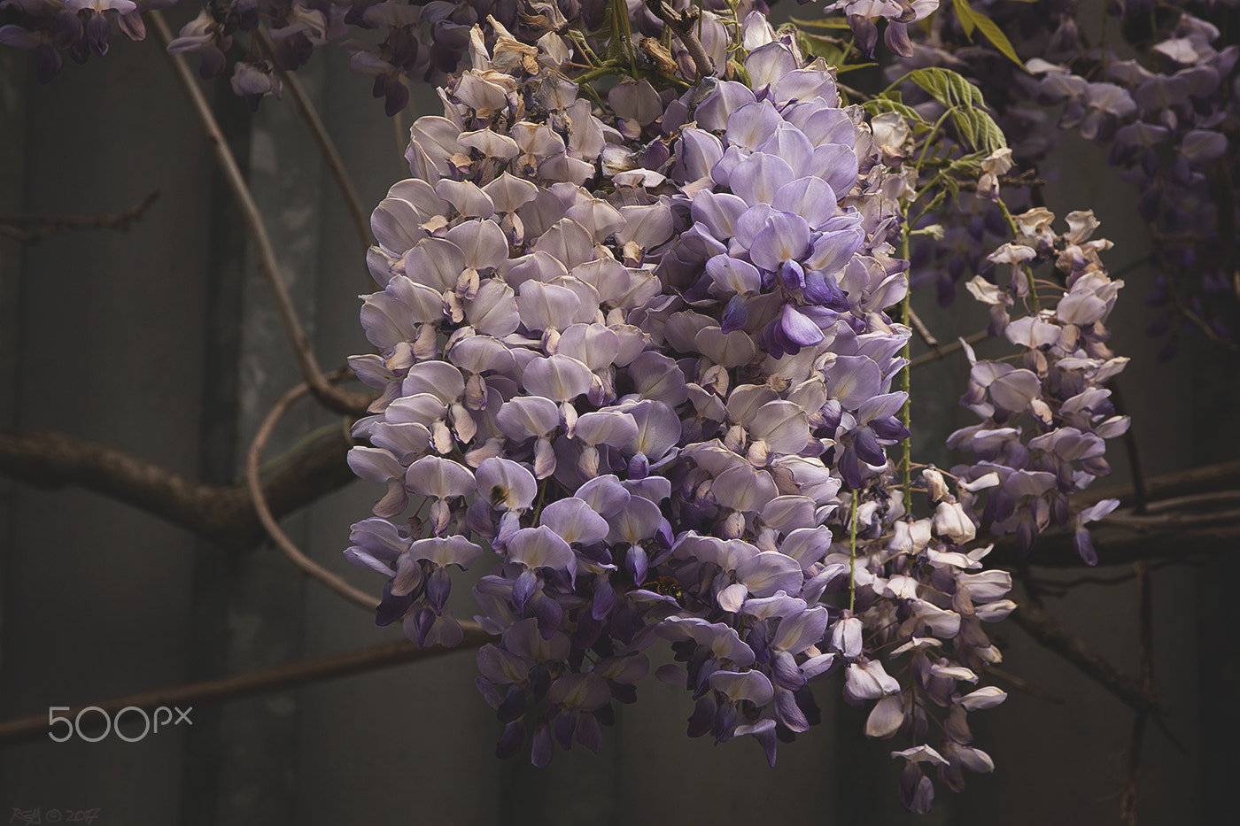Sigma 17-70mm F2.8-4 DC Macro OS HSM sample photo. Wisteria in bloom photography