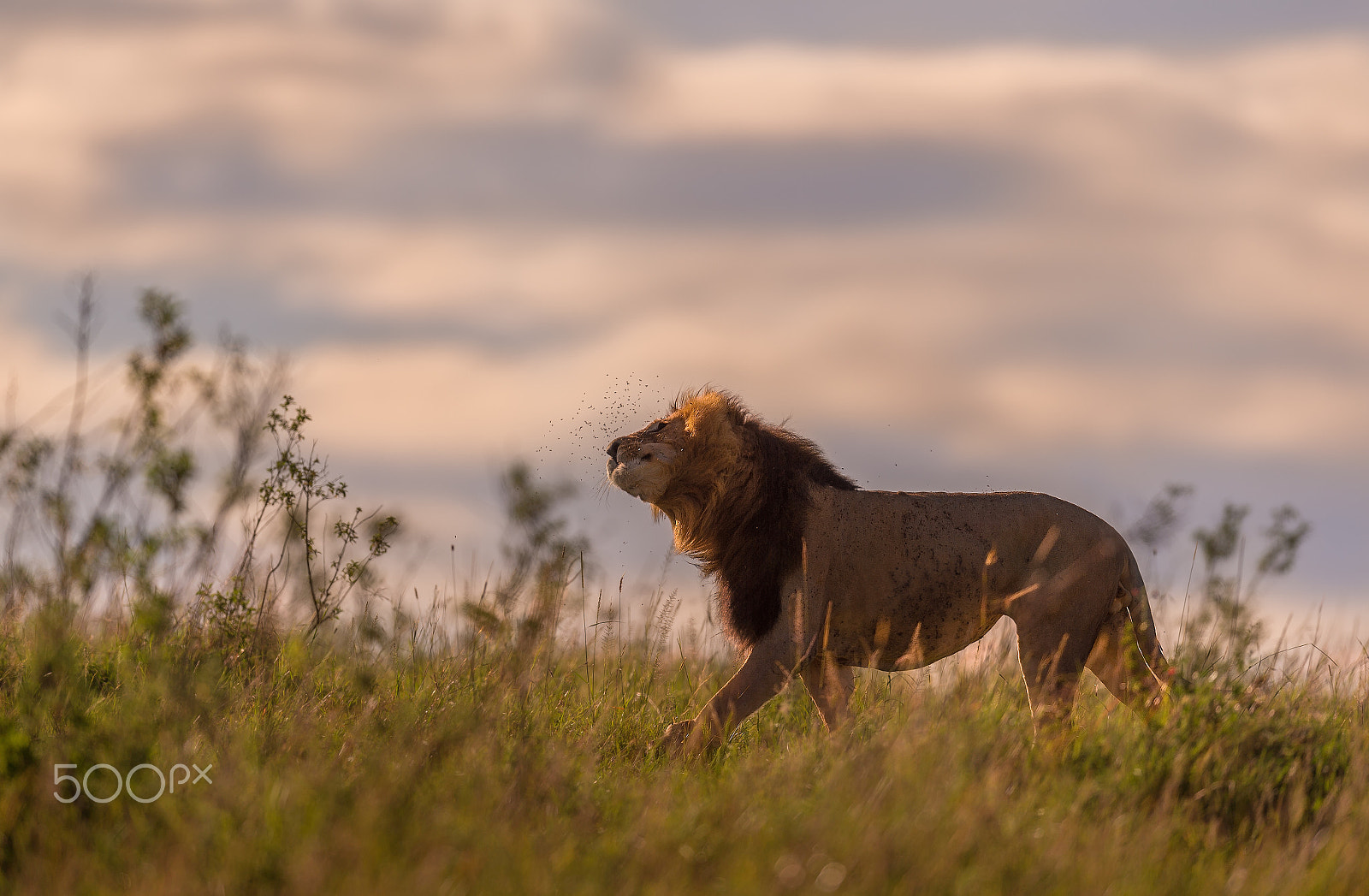 Nikon AF-S Nikkor 600mm F4E FL ED VR sample photo. Ignited lion ! photography