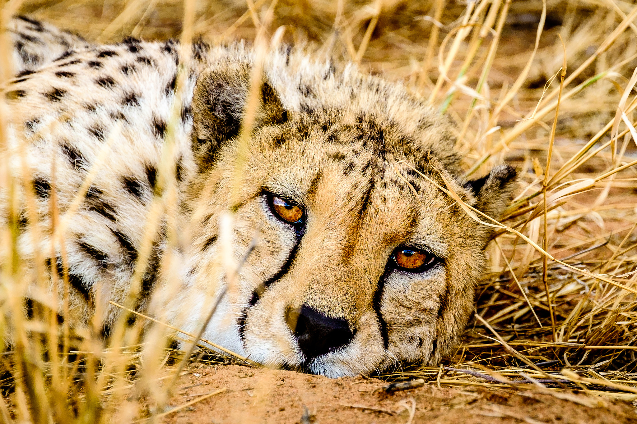 Fujifilm XF 100-400mm F4.5-5.6 R LM OIS WR sample photo. Sleepy yet alert photography