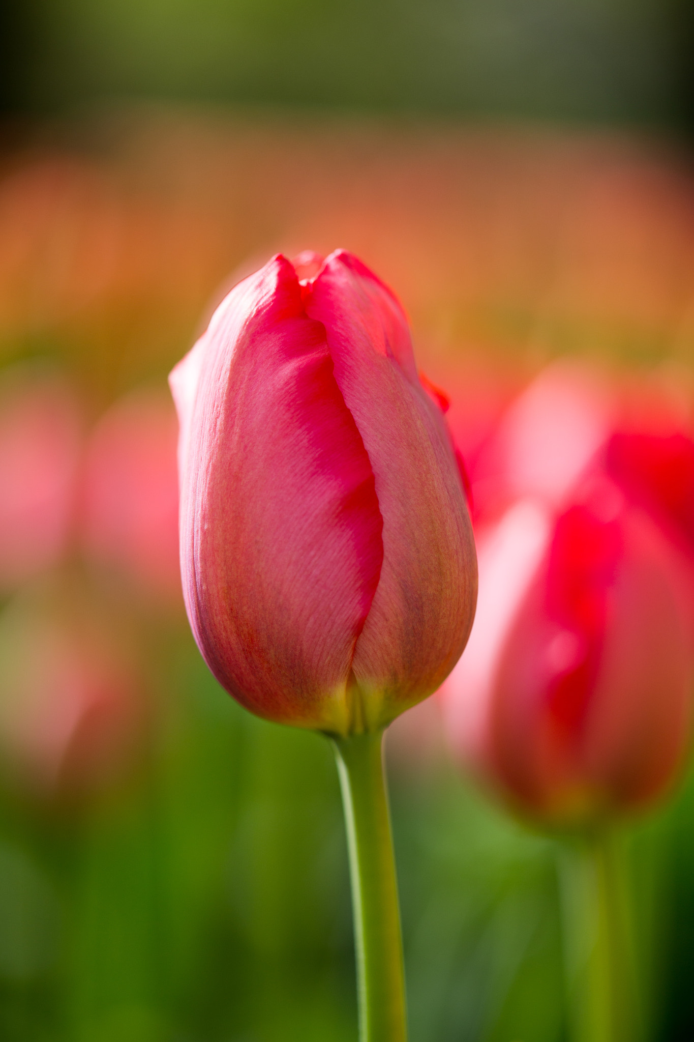 Canon EOS 6D sample photo. Tulip photography