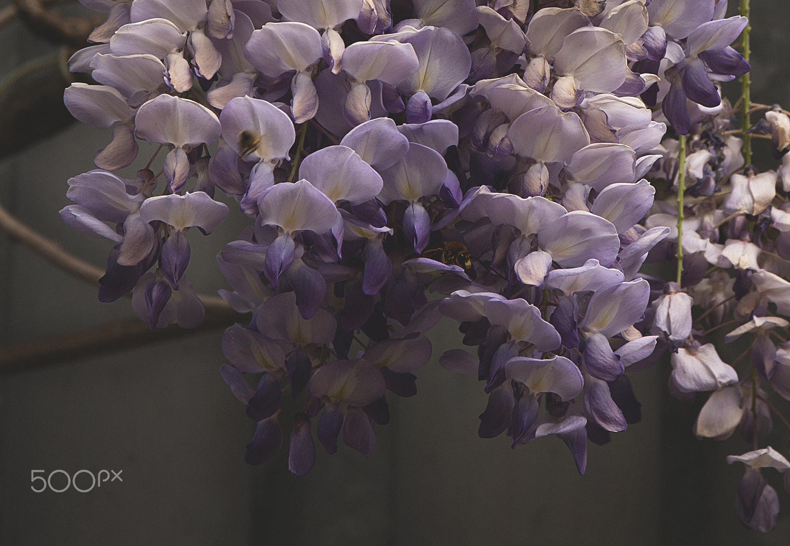 Canon EOS 70D + Sigma 17-70mm F2.8-4 DC Macro OS HSM sample photo. Scent of wisteria photography