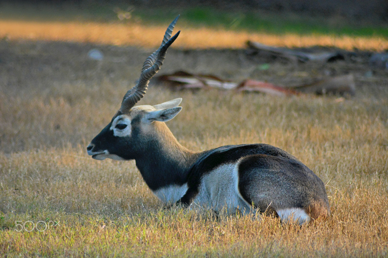 AF DC-Nikkor 135mm f/2D sample photo. Black buck photography