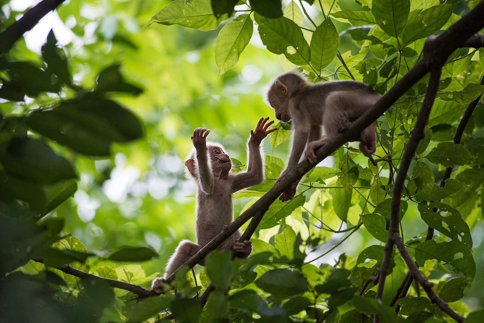 Nikon D810 sample photo. Baby stump-tailed macaques photography