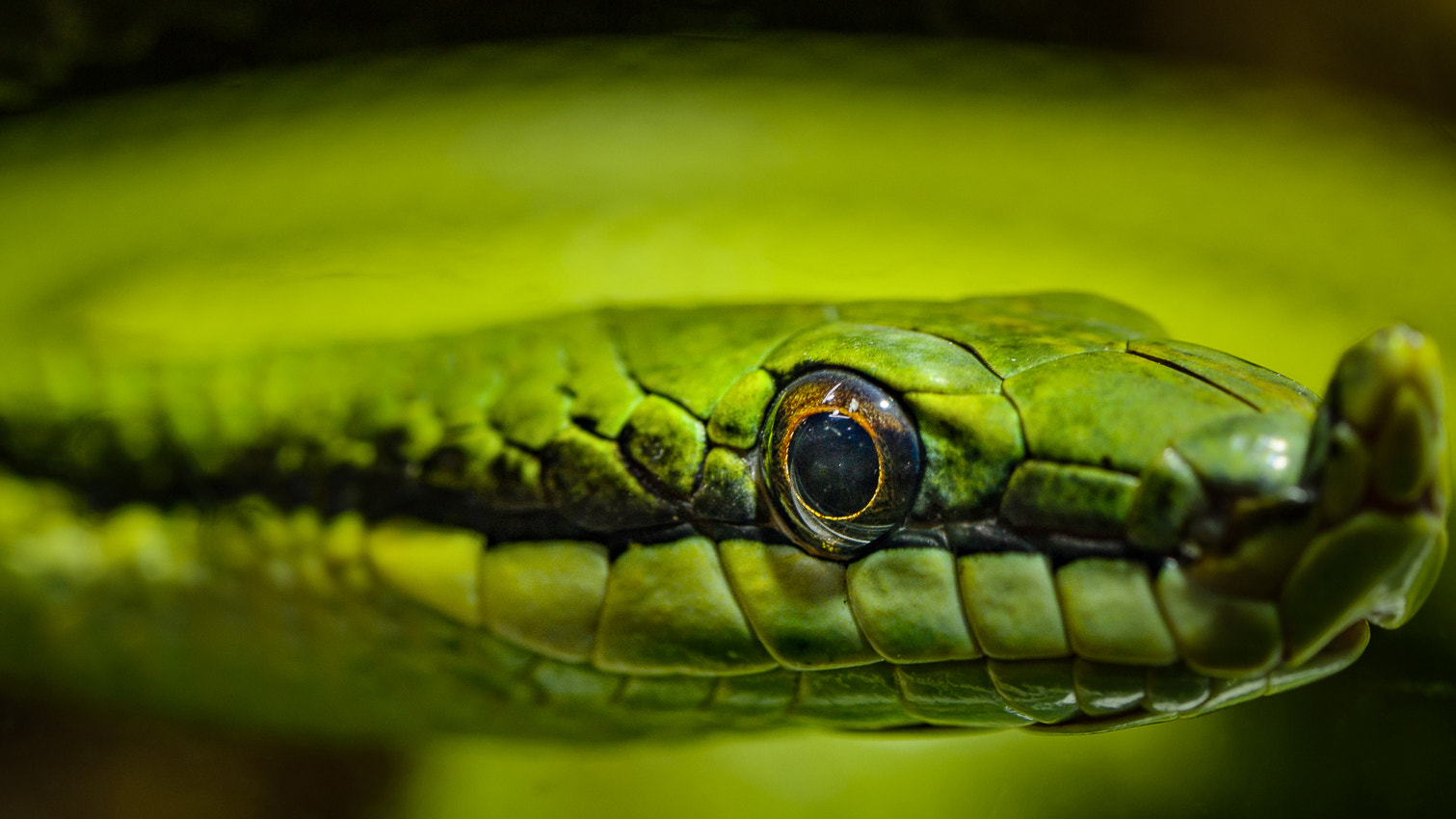 Nikon AF-S Micro-Nikkor 60mm F2.8G ED sample photo. Eye to eye photography