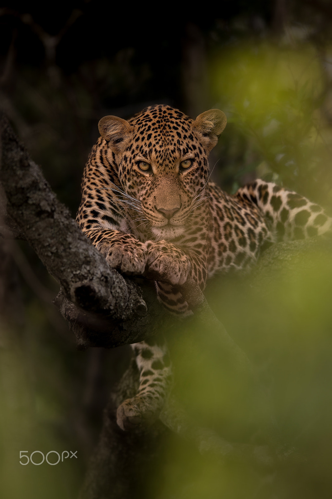 Nikon AF-S Nikkor 600mm F4E FL ED VR sample photo. Take control with an eye contact ! photography