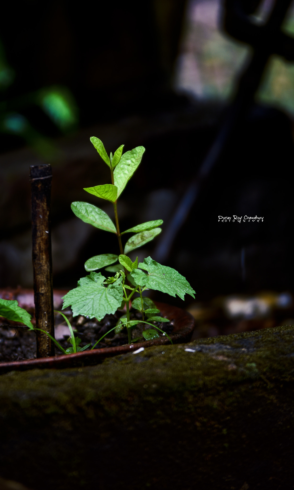 Nikon D810 sample photo. Moody monsoon photography