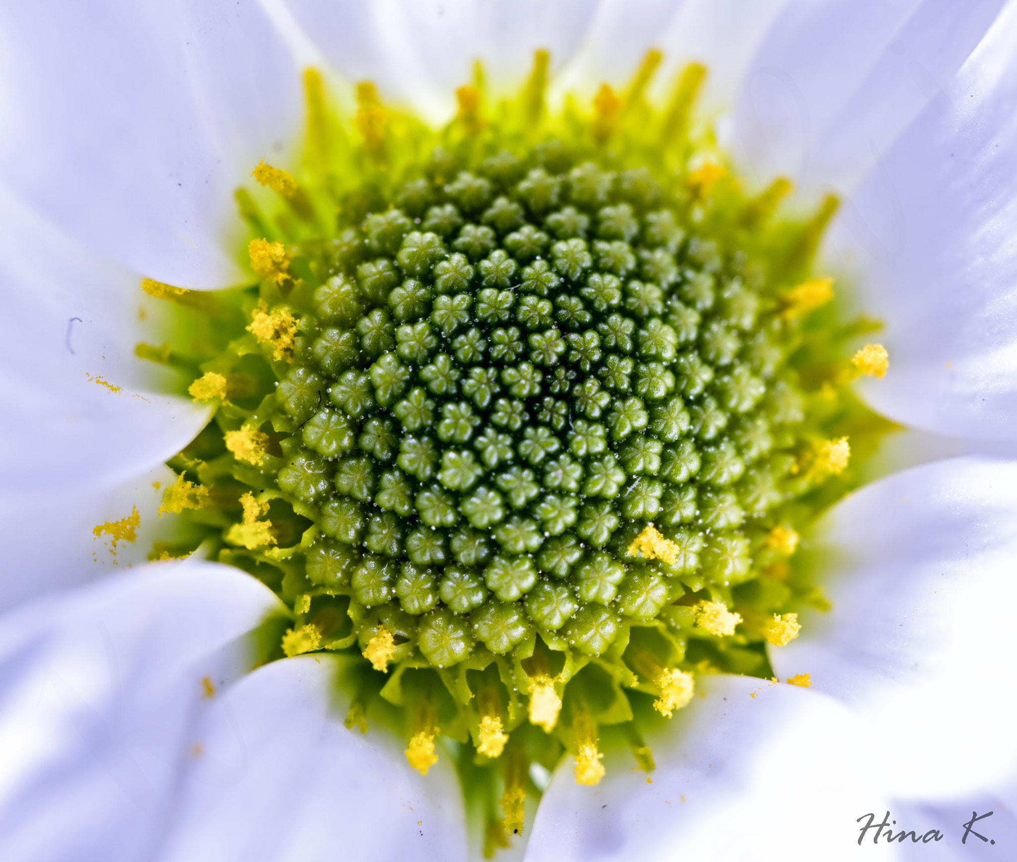 Nikon AF-S Micro-Nikkor 60mm F2.8G ED sample photo. Deep in the heart photography