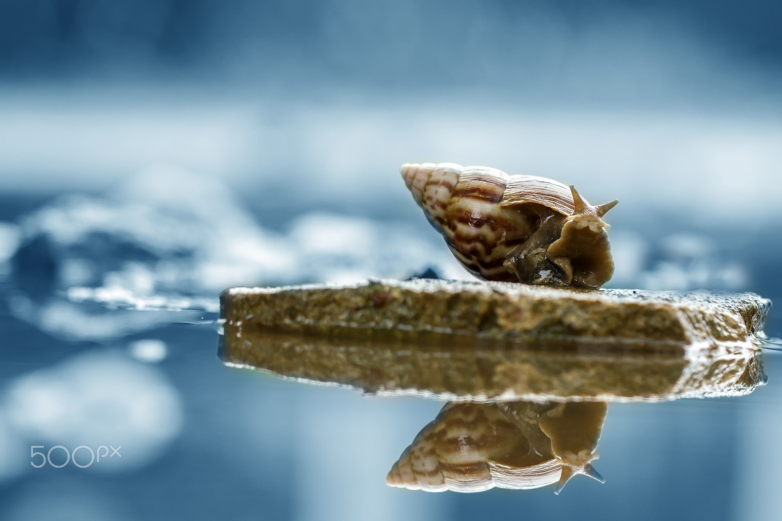 Canon EF 100mm F2.8L Macro IS USM sample photo. Snail, reflection,blue, rock photography
