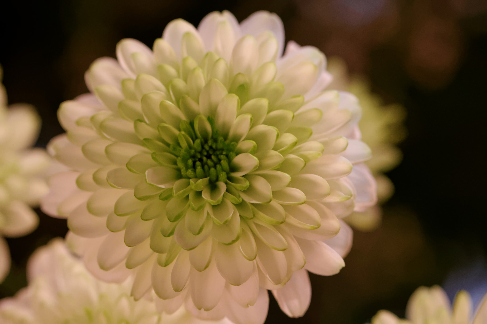 Canon EF 100mm F2.8L Macro IS USM sample photo. Dxofleur photography