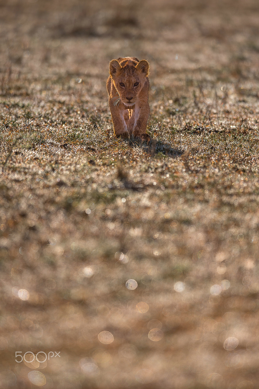 Nikon D4S + Nikon AF-S Nikkor 600mm F4E FL ED VR sample photo. Lion cub and the sparkling dew drops ! photography