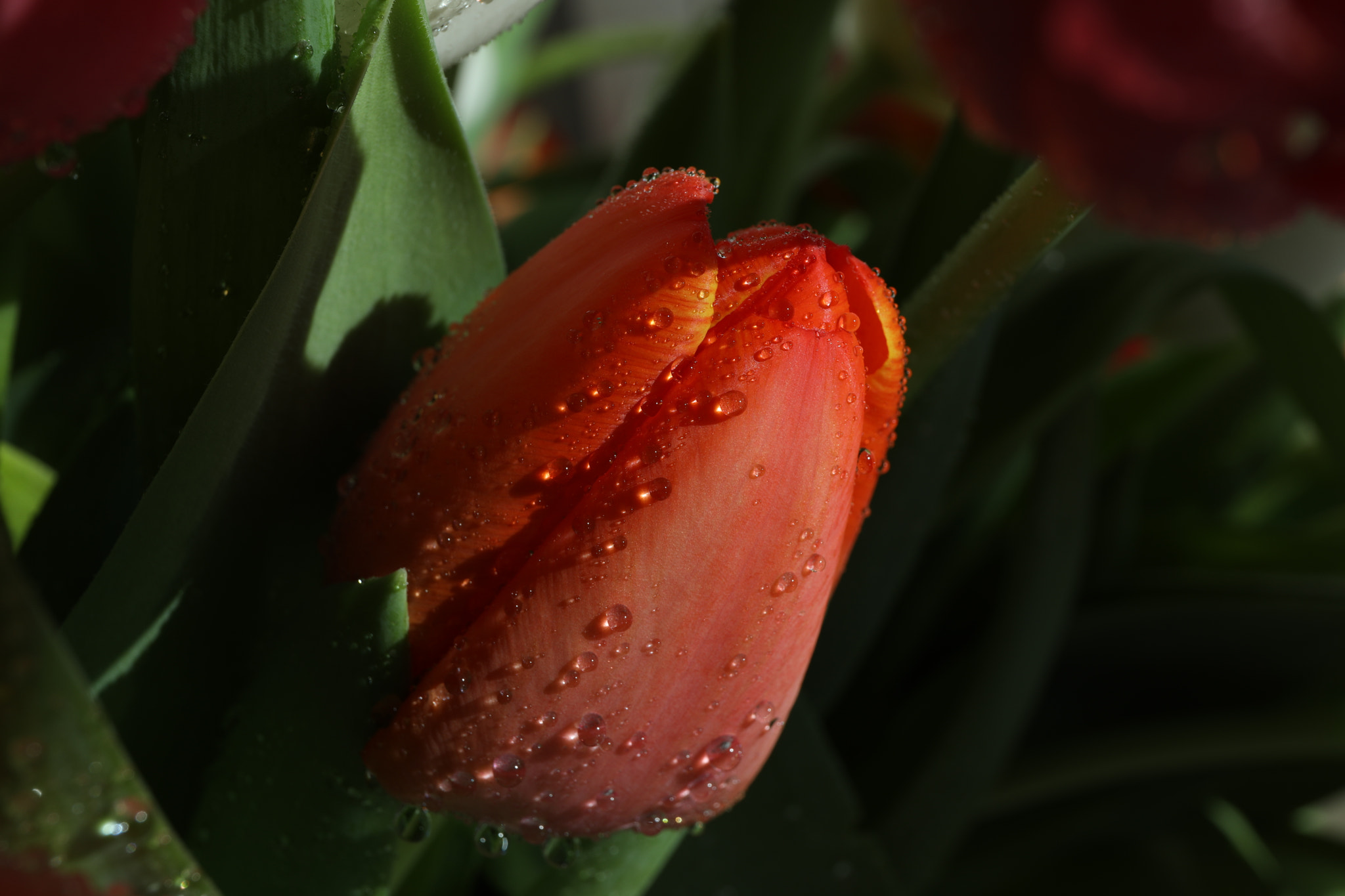 Canon EF 24-70mm F4L IS USM sample photo. Lya photography