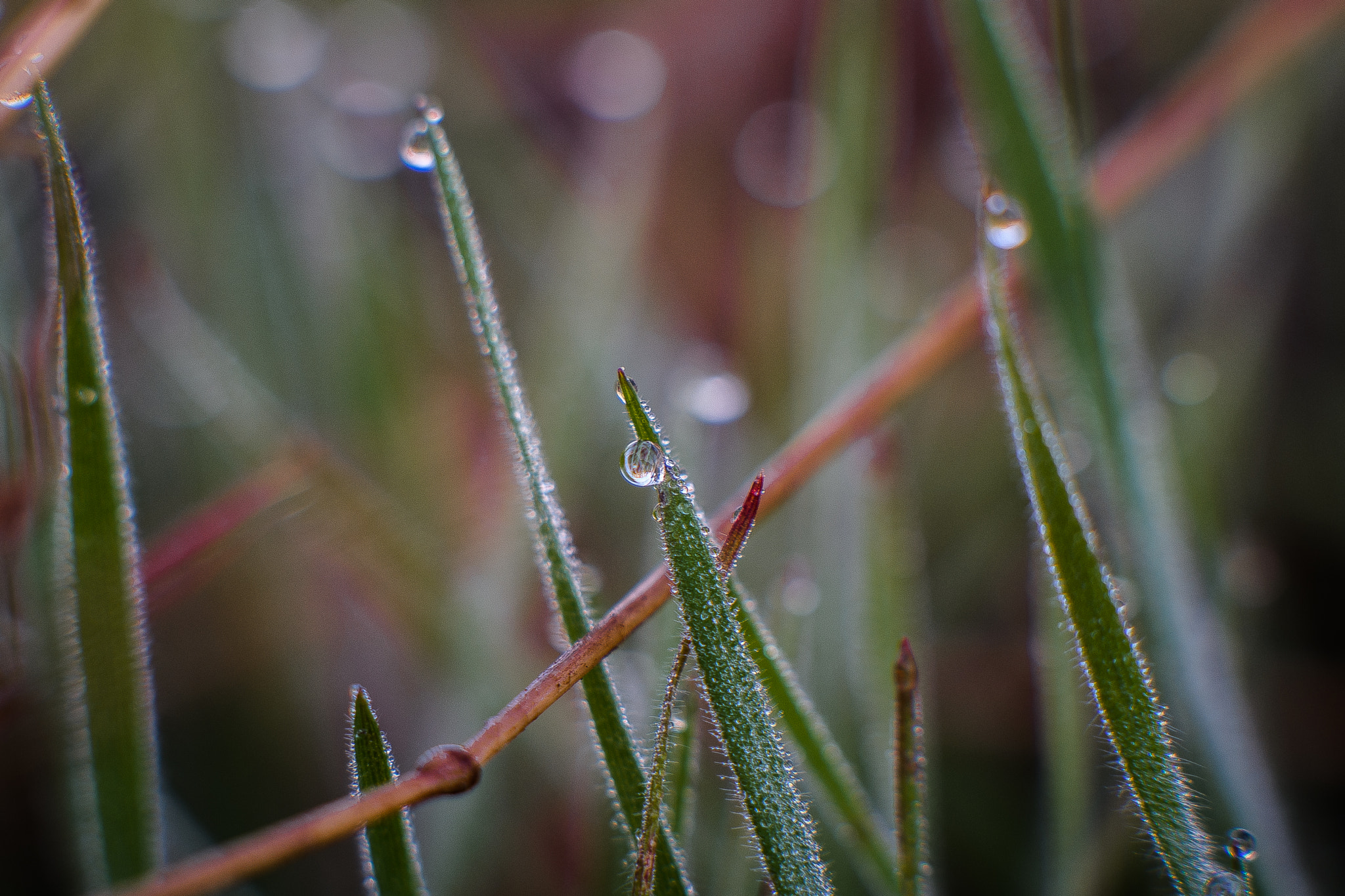 Nikon D500 + Sigma 105mm F2.8 EX DG Macro sample photo. 8.jpg photography