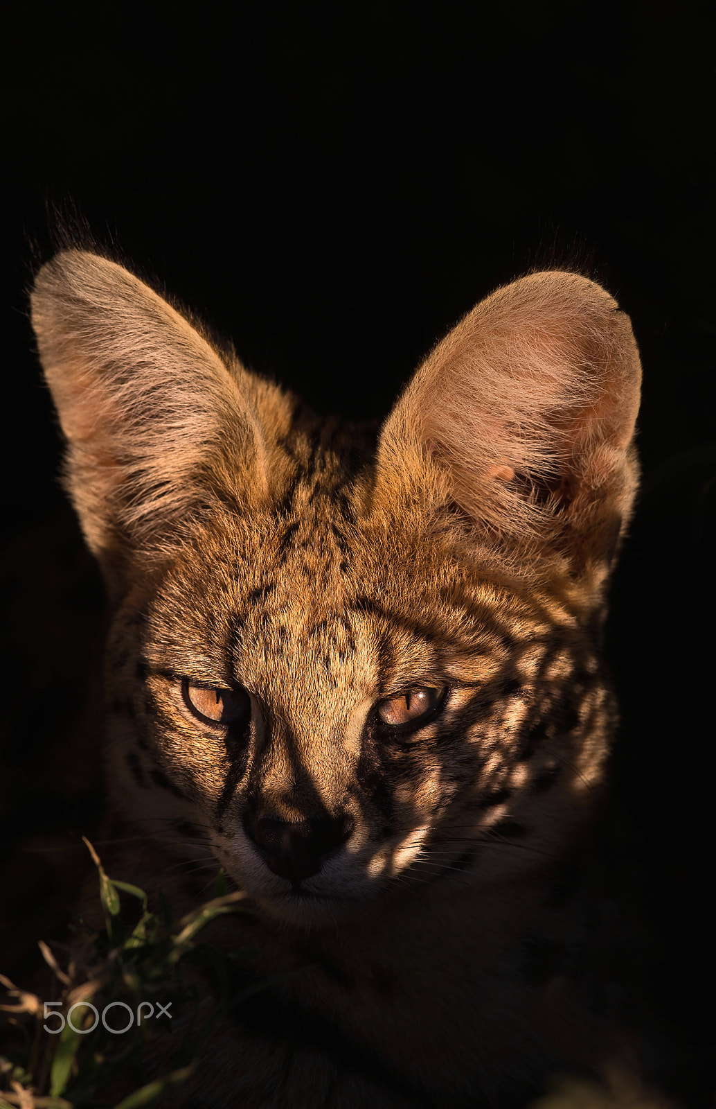 Nikon AF-S Nikkor 600mm F4E FL ED VR sample photo. Blazing serval ! photography