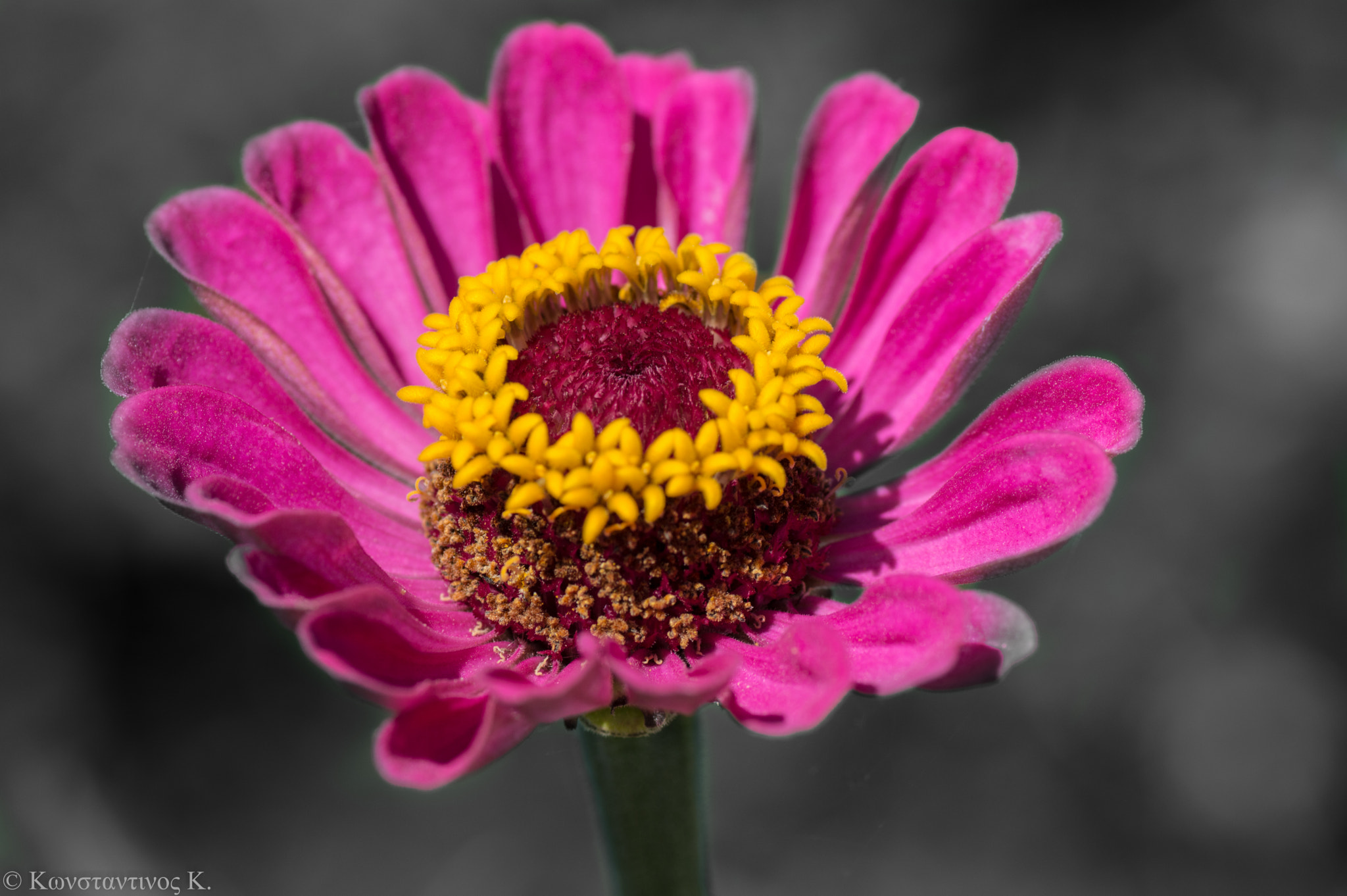 Nikon D3200 sample photo. Flower photography