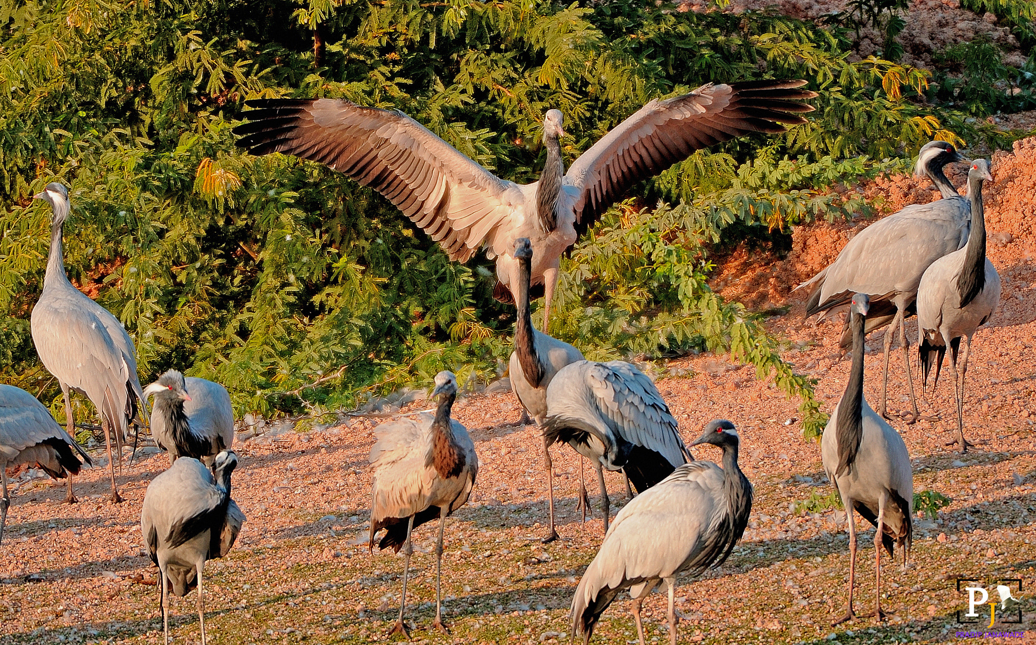 Nikon D3X sample photo. Domecile crane photography