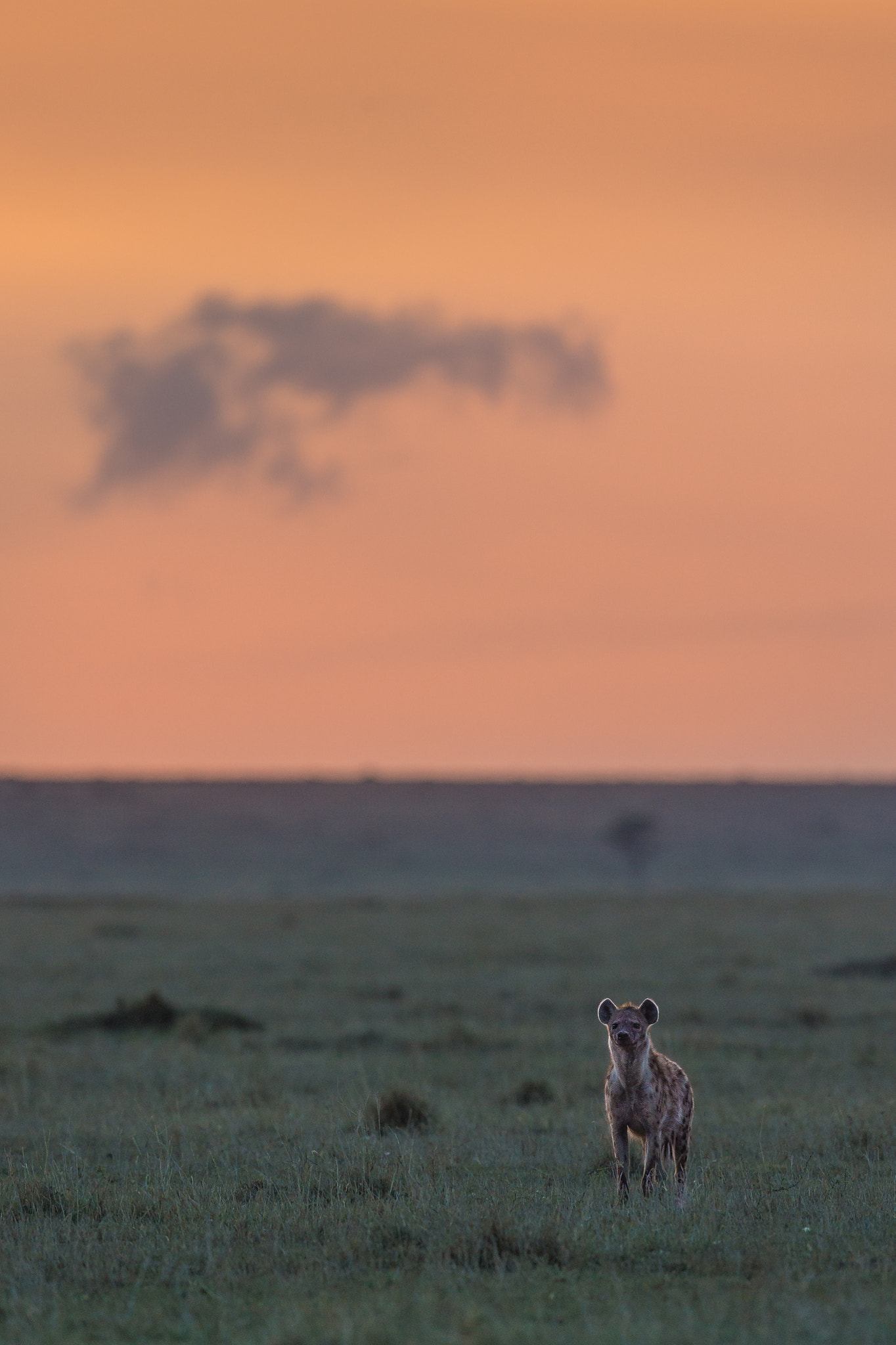 Nikon AF-S Nikkor 600mm F4E FL ED VR sample photo. A hyena scape ! photography