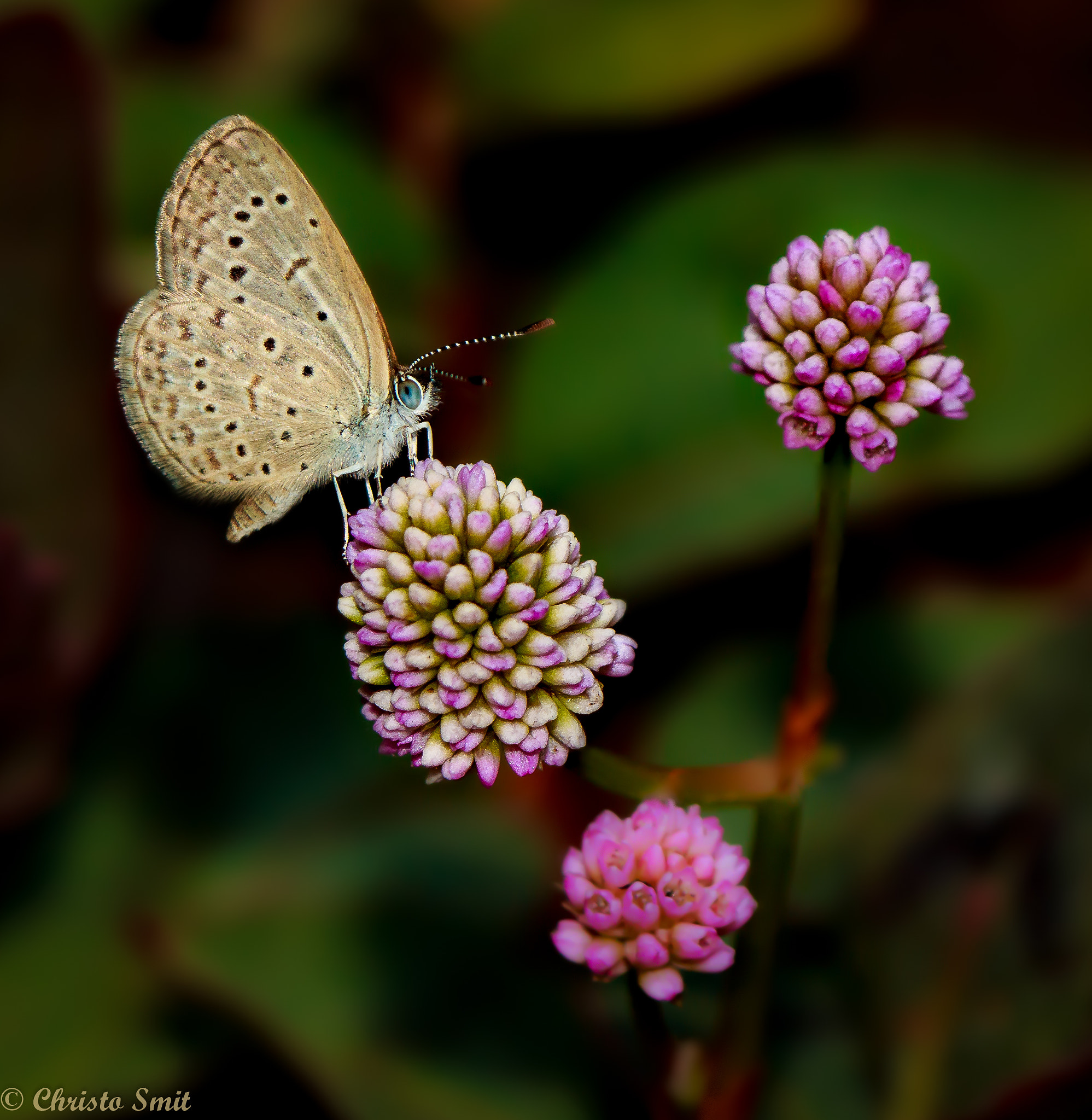 Canon EF 100mm F2.8 Macro USM sample photo. Little blue eyes photography