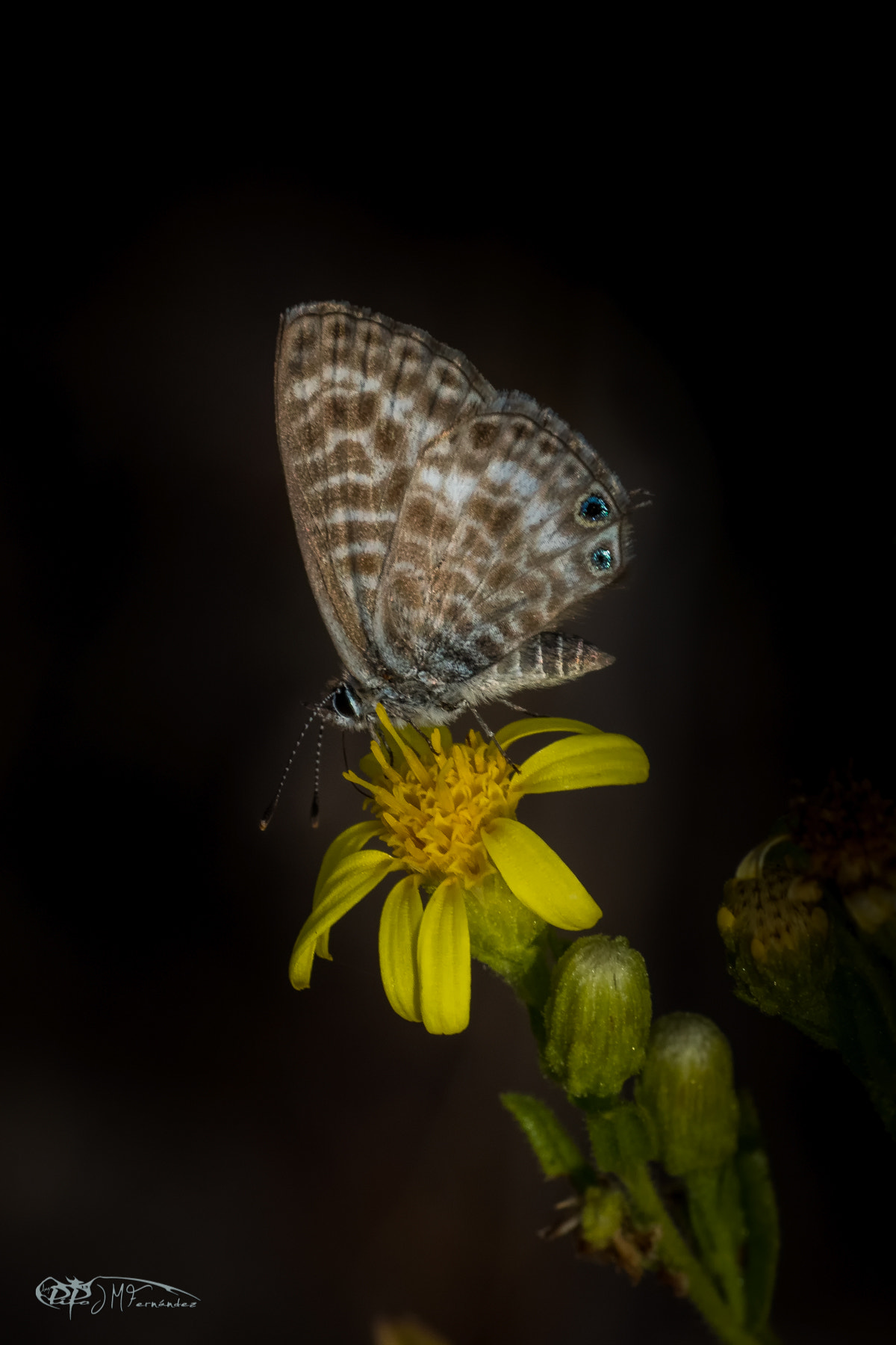 Canon EF 100mm F2.8 Macro USM sample photo. Insectos photography