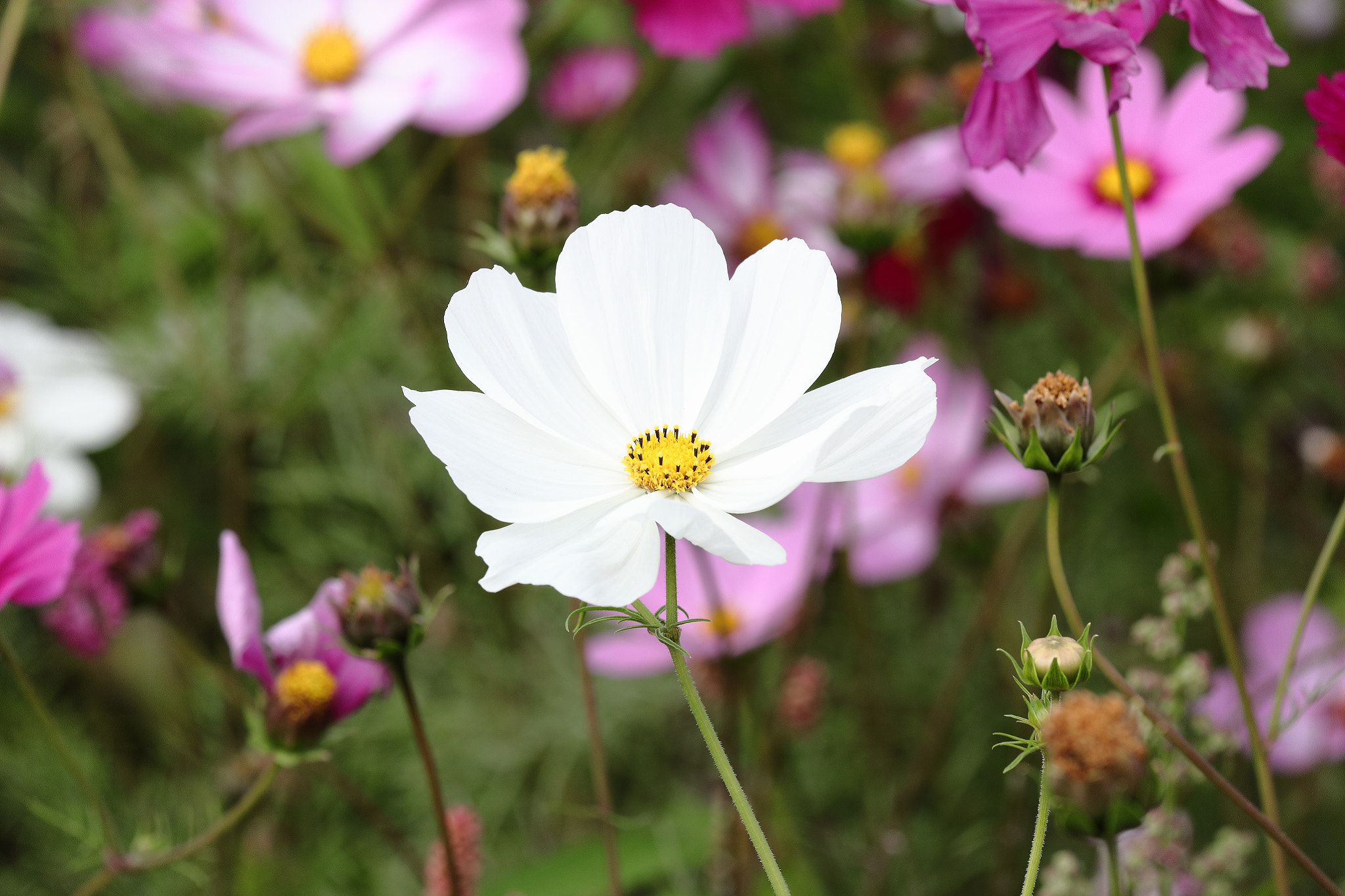Canon EOS 70D + Canon EF 70-200mm F4L IS USM sample photo. Img_0946m cosmos. コスモス. 波斯菊 photography