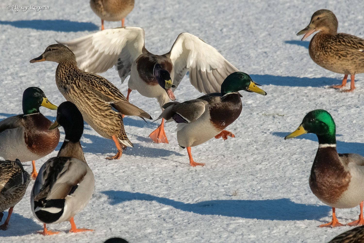 Fujifilm X-T2 + Fujifilm XC 50-230mm F4.5-6.7 OIS sample photo. Duck show "dom-2" photography