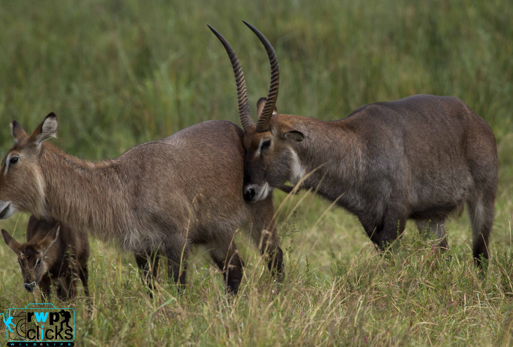 Canon EOS 7D + 150-600mm F5-6.3 DG OS HSM | Sports 014 sample photo. Water buck family  photography
