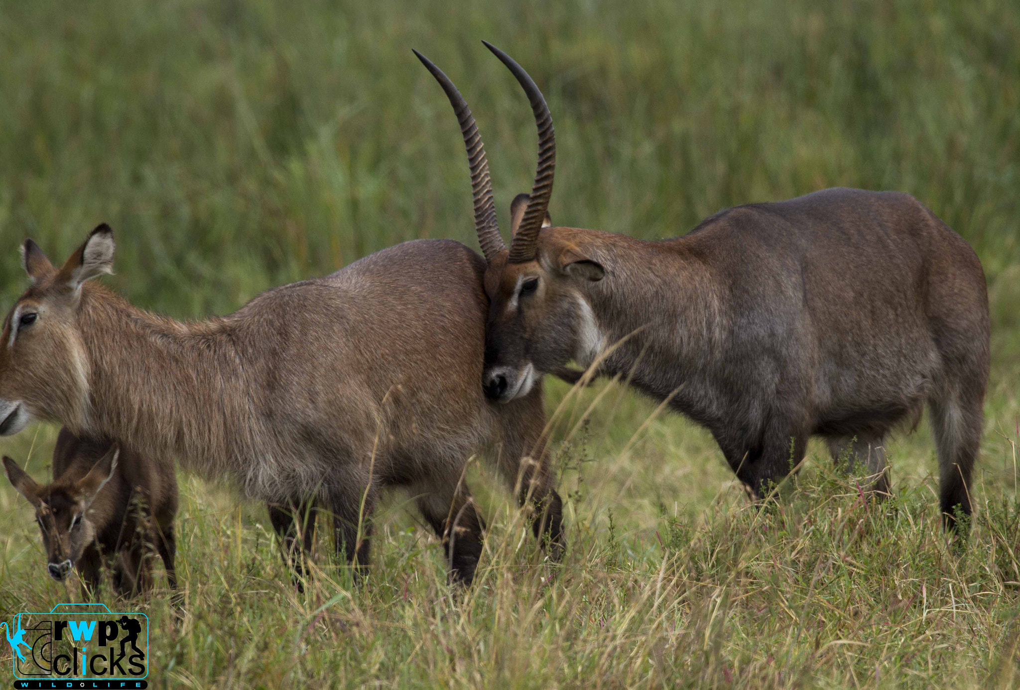 150-600mm F5-6.3 DG OS HSM | Sports 014 sample photo. Water buck family  photography