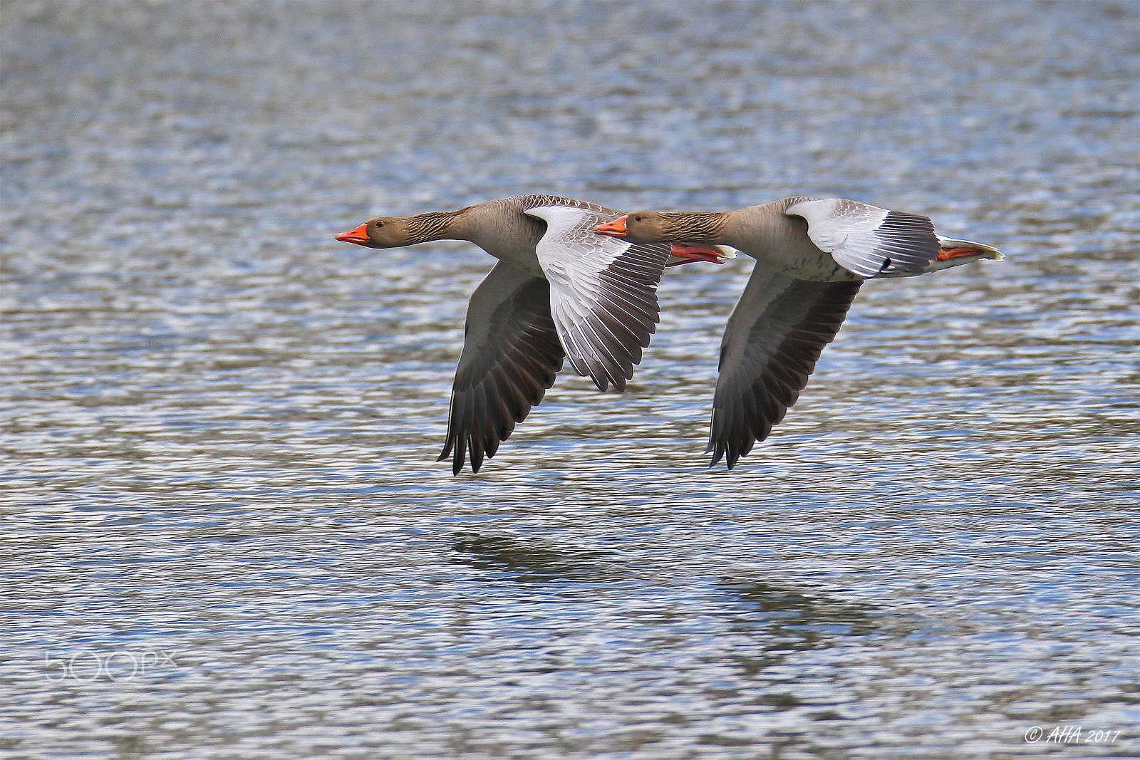 150-600mm F5-6.3 DG OS HSM | Sports 014 sample photo. Synchronous flight photography
