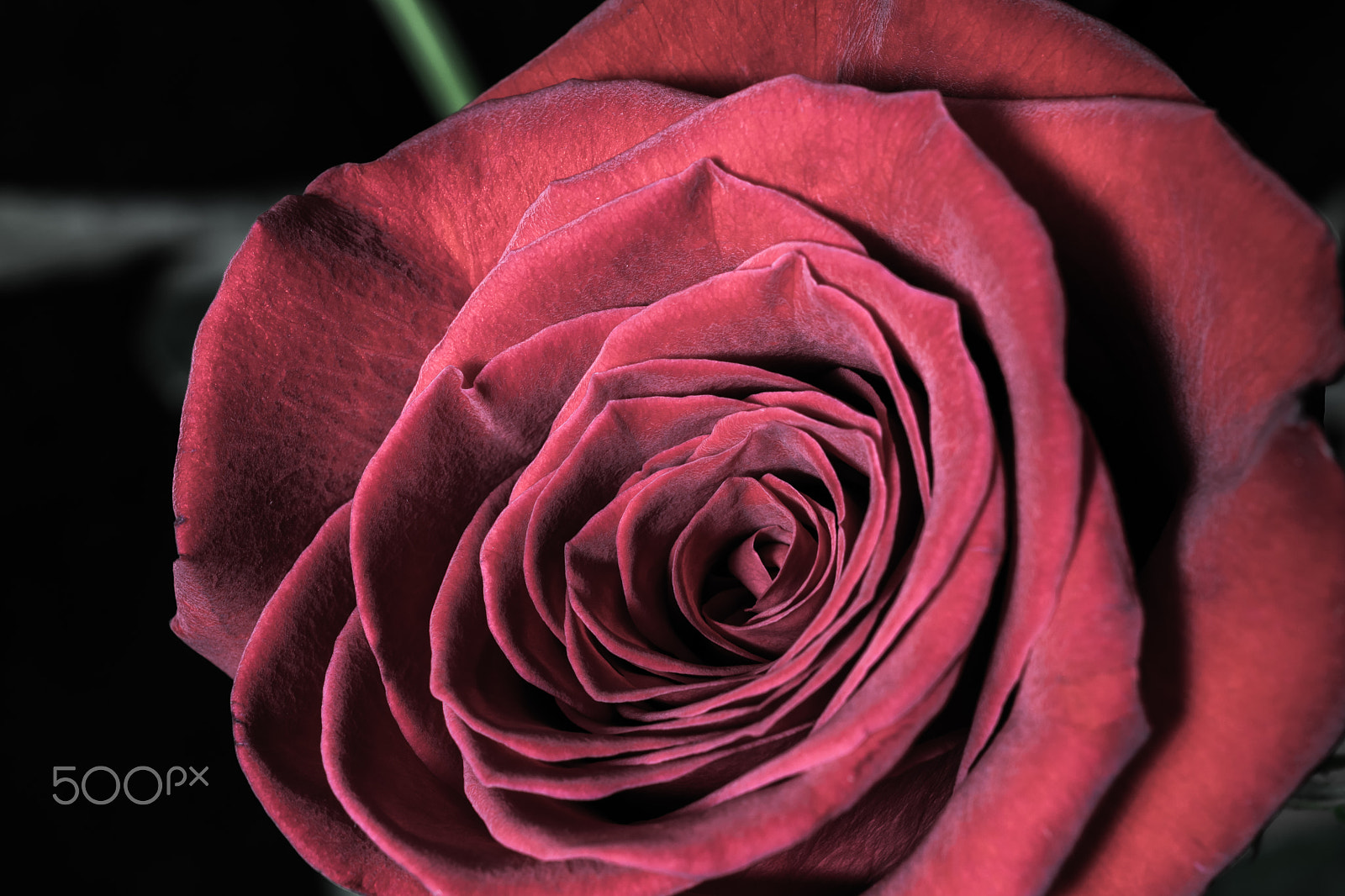 Nikon AF-S DX Micro Nikkor 40mm F2.8 sample photo. Red rose closeup photography